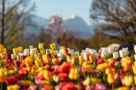 Spomladanska razstava cvetja in tulipanov(2)